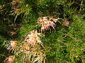 Grevillea unnamed Mal Johnston